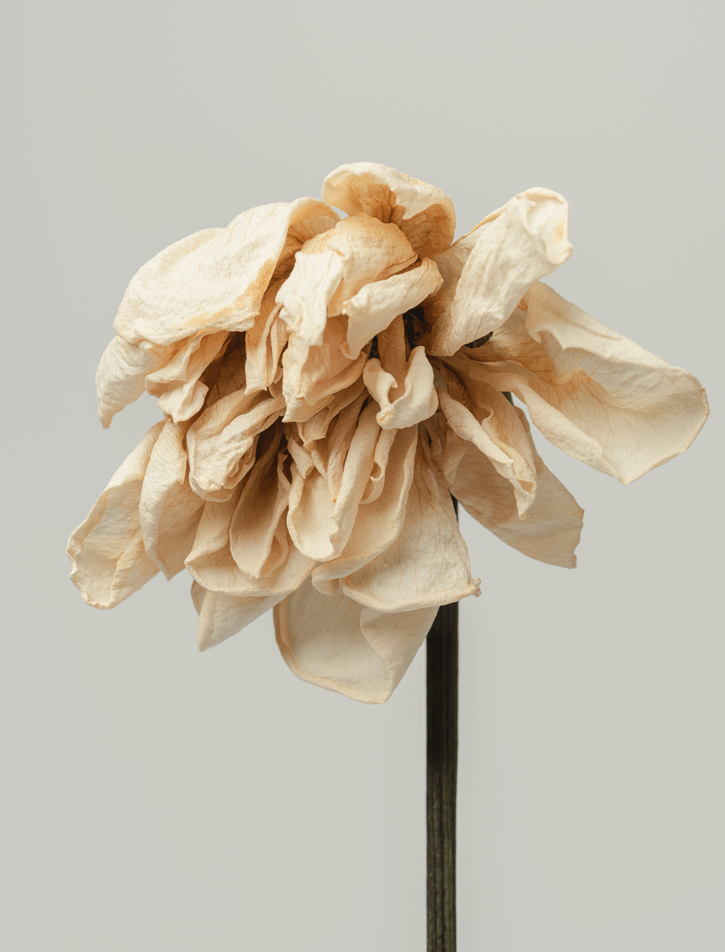 CMMindfulness - Claudia Malvicini Mindfulness Majadahonda, Madrid. Presencial y online.